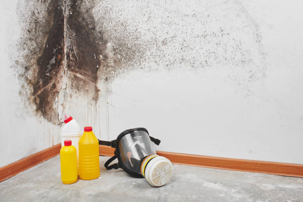 Best Kitchen Mold Remediation in Spooner, WI