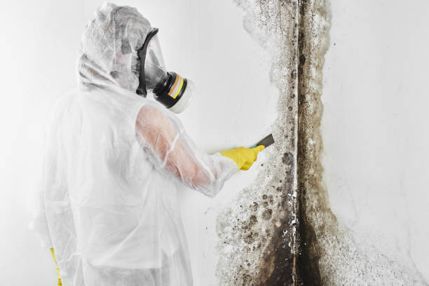 Best White Mold Remediation in Spooner, WI