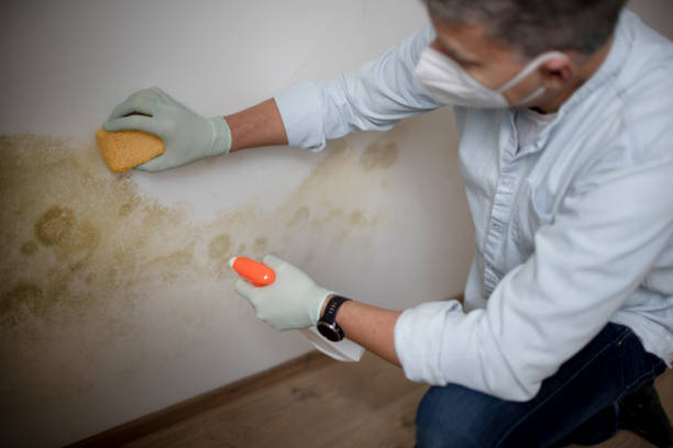 Best Industrial Mold Remediation in Spooner, WI