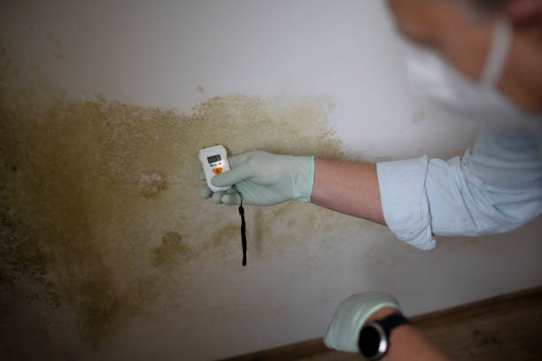 Best DIY Mold Remediation Support Services in Spooner, WI