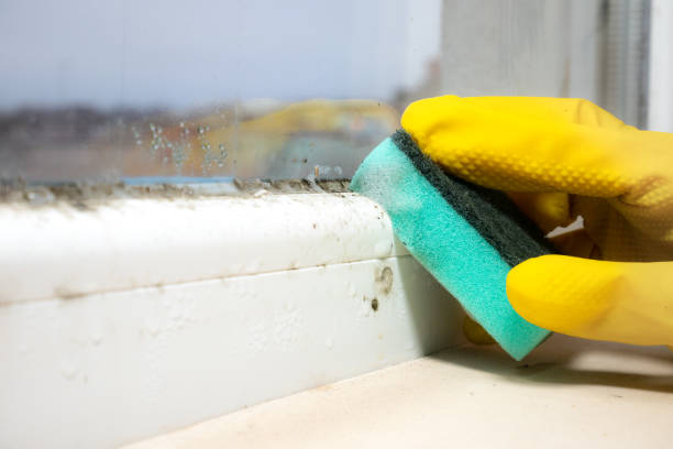 Best Black Mold Remediation in Spooner, WI