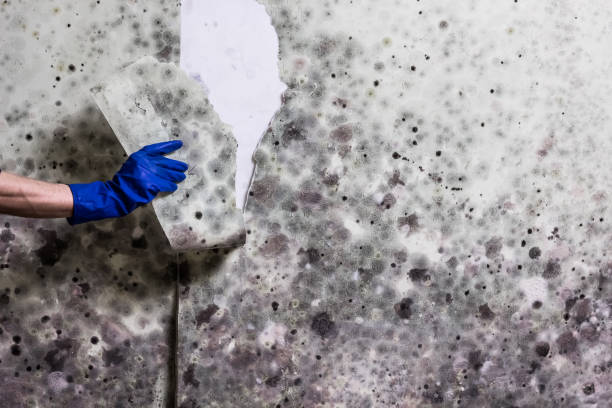 Best Crawl Space Mold Remediation in Spooner, WI