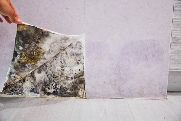 Best Residential Mold Remediation in Spooner, WI